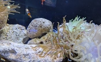 Interactive Aquarium Cancún