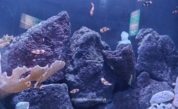 Interactive Aquarium Cancún
