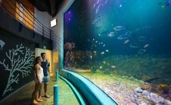 Interactive Aquarium Cancun