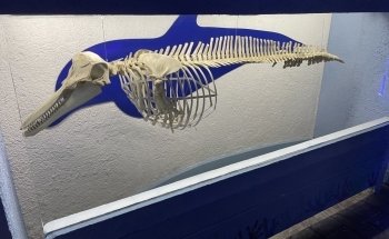 Interactive Aquarium Cancún