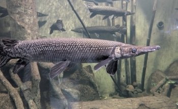Acuario Zoologico Guadalajara