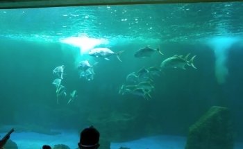 Acuario Zoologico Guadalajara