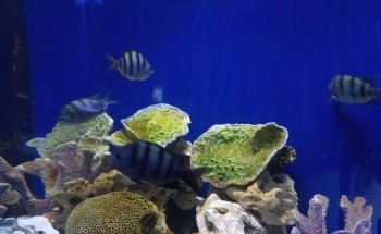 Acuario Zoologico Guadalajara