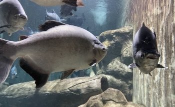 Acuario Zoologico Guadalajara