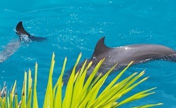 Dolphinaris Cozumel