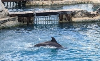 Dolphinaris Cozumel