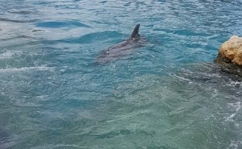 Dolphinaris Cozumel
