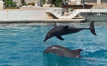 Dolphin Connection Mx Cancun