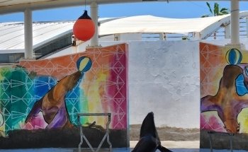 Delfinario Sonora