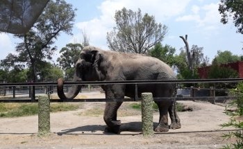 Parque Zoológico Benito Juárez