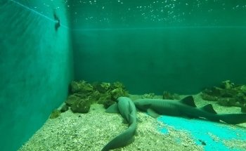 Parque Zoológico Benito Juárez