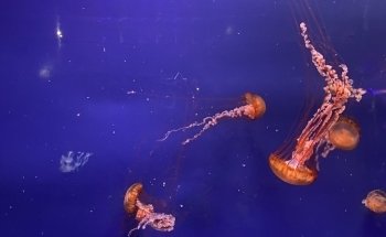 Sevilla Aquarium