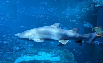 Sevilla Aquarium