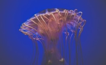 Sevilla Aquarium