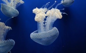 Sevilla Aquarium