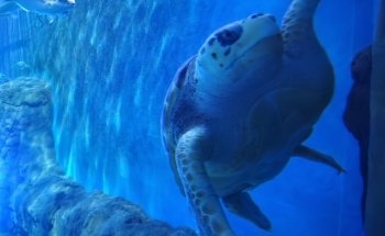 Sevilla Aquarium
