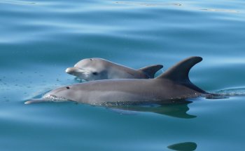 Dolphin Discovery Centre Bunbury