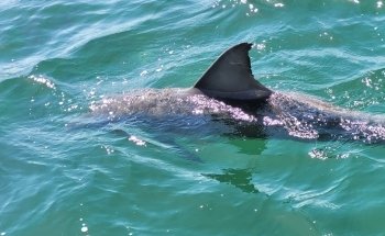 Dolphin Discovery Centre Bunbury