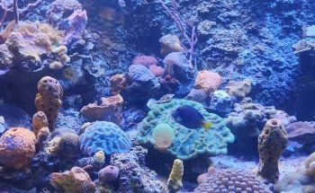 Coral Reef Aquarium Xcaret