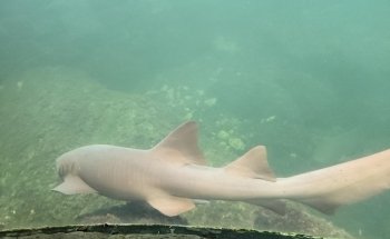 Coral Reef Aquarium Xcaret