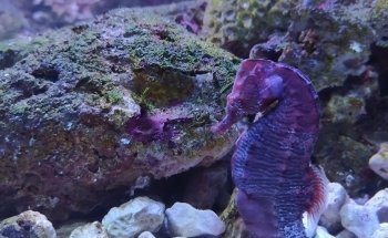 Coral Reef Aquarium Xcaret