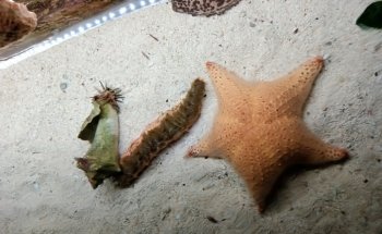 Coral Reef Aquarium Xcaret