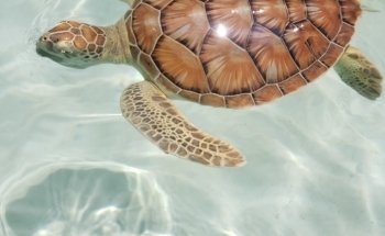 Coral Reef Aquarium Xcaret