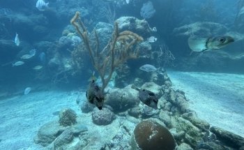 Coral Reef Aquarium Xcaret