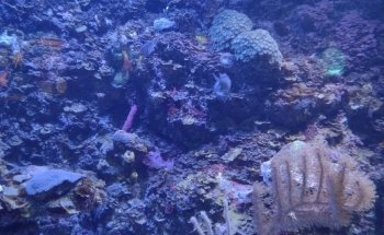 Coral Reef Aquarium Xcaret