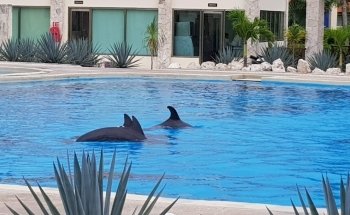 Dolphinaris Tulum at Bahia Principe Hotel