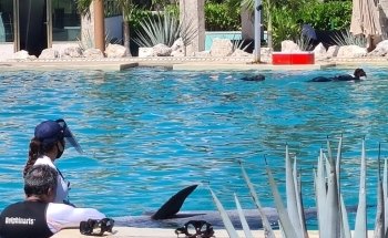 Dolphinaris Tulum at Bahia Principe Hotel