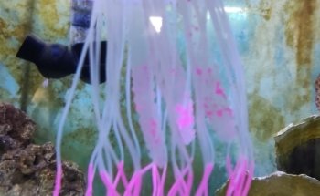 El Acuario Arboledas