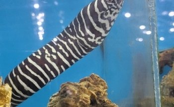 El Acuario Arboledas