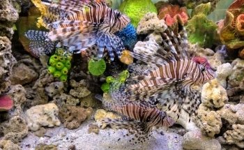 El Acuario Arboledas