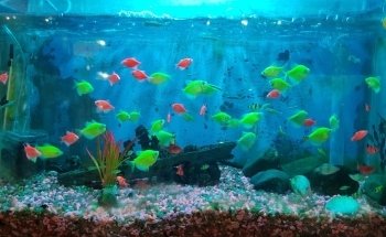 El Acuario Arboledas