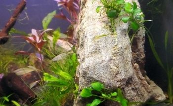 El Acuario Arboledas