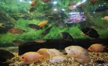 El Acuario Arboledas