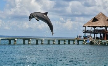 Dolphin Discovery Cozumel