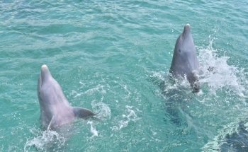 Dolphin Discovery Cozumel