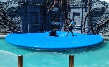 Dolphin Discovery Cozumel