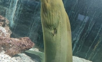 Acuario Tecolutla