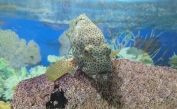 Acuario Tecolutla