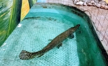 Acuario Tecolutla