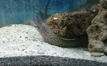 Acuario Tecolutla