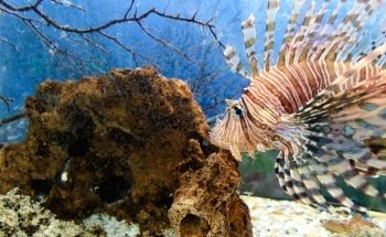 Acuario Tecolutla
