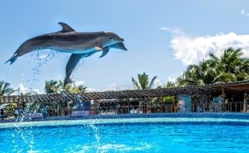 Dolphin Discovery Playa del Carmen