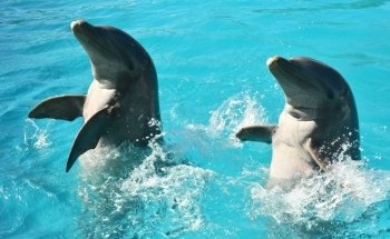 Dolphin Discovery Playa del Carmen