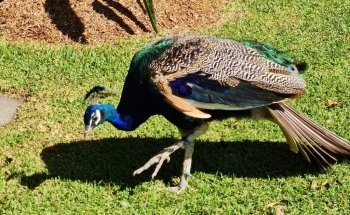 Coffs Coast Wildlife Sanctuary
