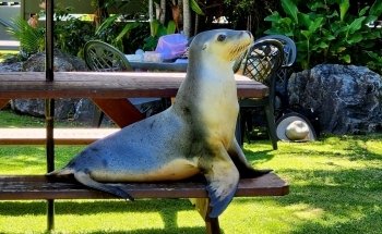 Coffs Coast Wildlife Sanctuary