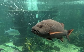 Coffs Coast Wildlife Sanctuary